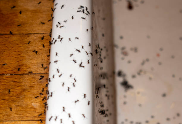 Best Pest Removal Services  in Enoch, UT